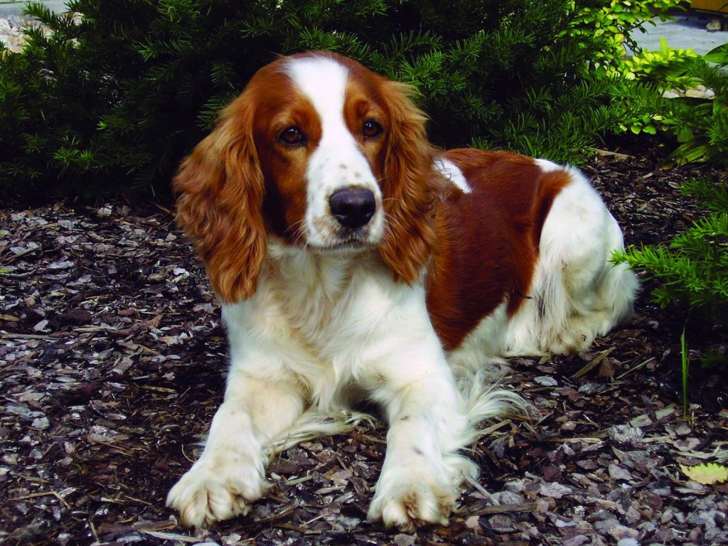 Poppy Springer Spaniel